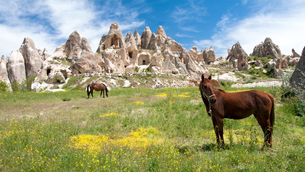 Horseback Riding